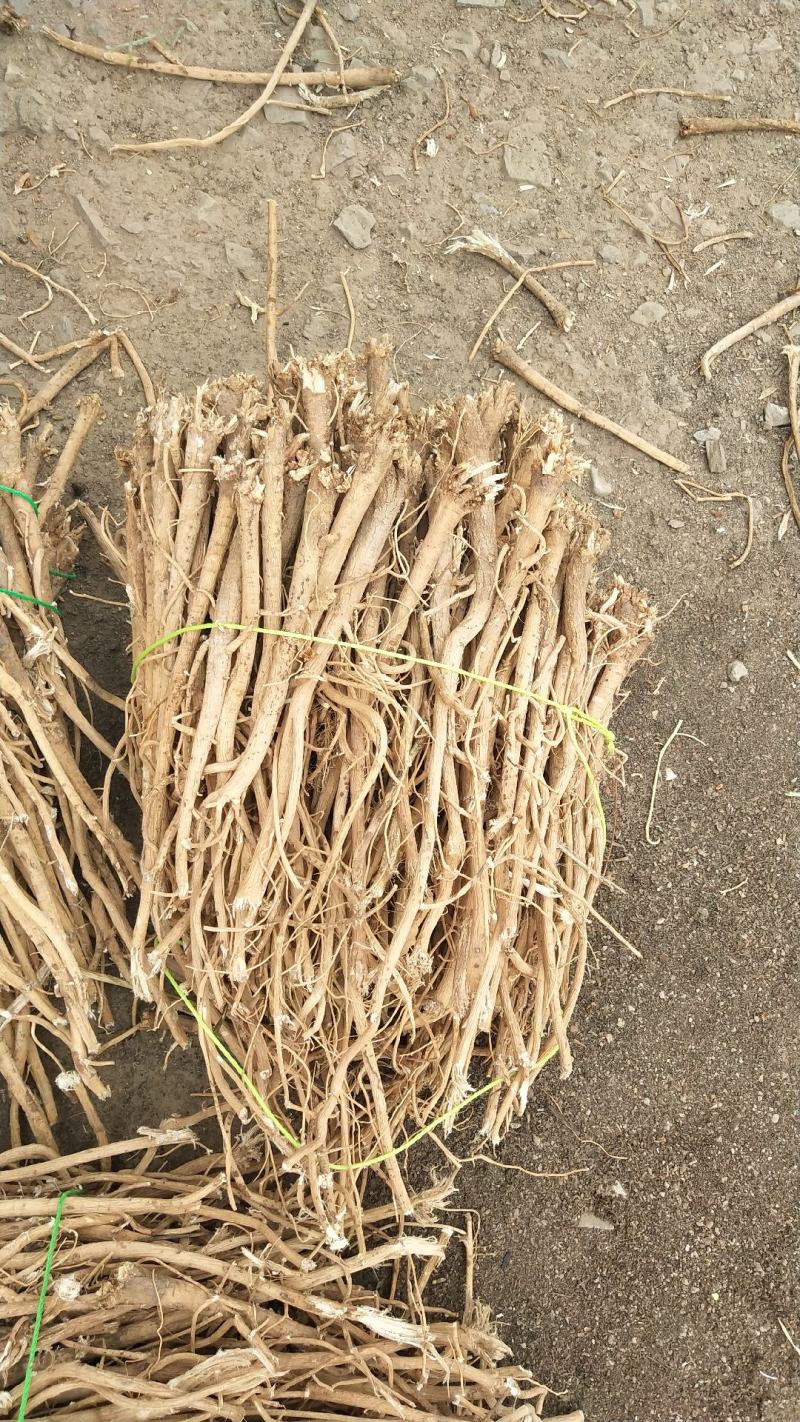 纯新黄芪种子多年生绵黄芪种子种植简单效益高
