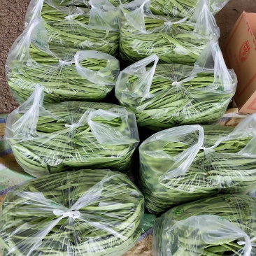 应县豆角，扁青芸豆大量上市，品种多支持代发视频看货