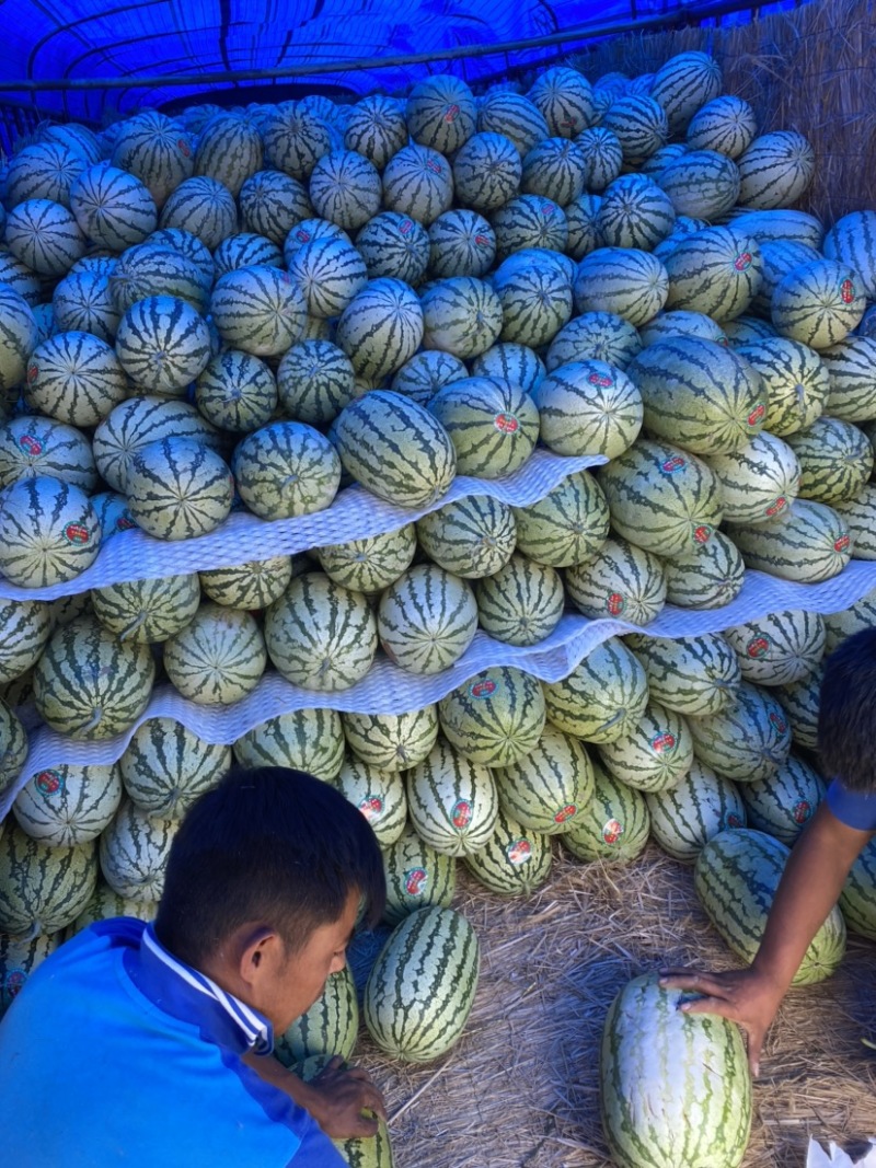 双红金城大量上市，红瓤薄皮，甜度高，货源充足！欢迎来电