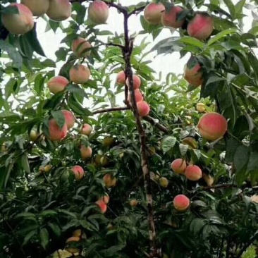 集安白桃预售8月16号上市