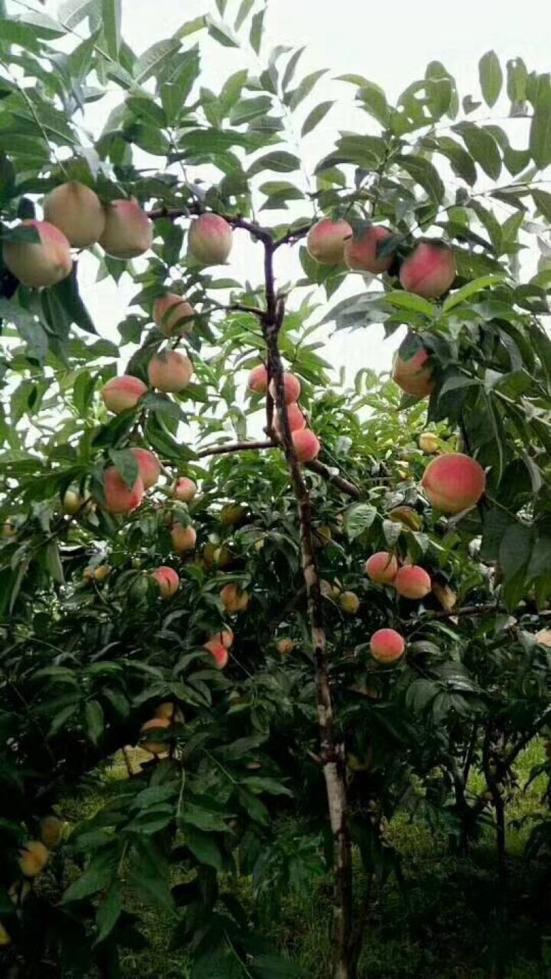 集安白桃预售8月16号上市