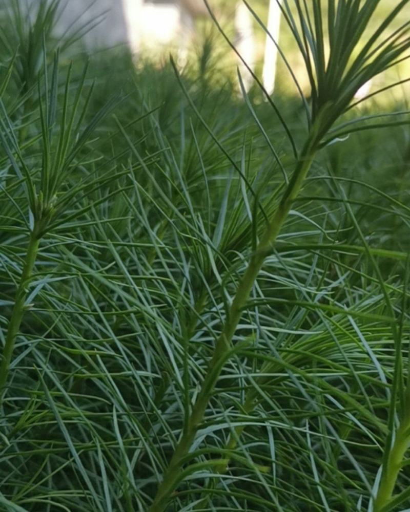 精品华山松苗，长期出售华山松苗（又名磕松）量大从优