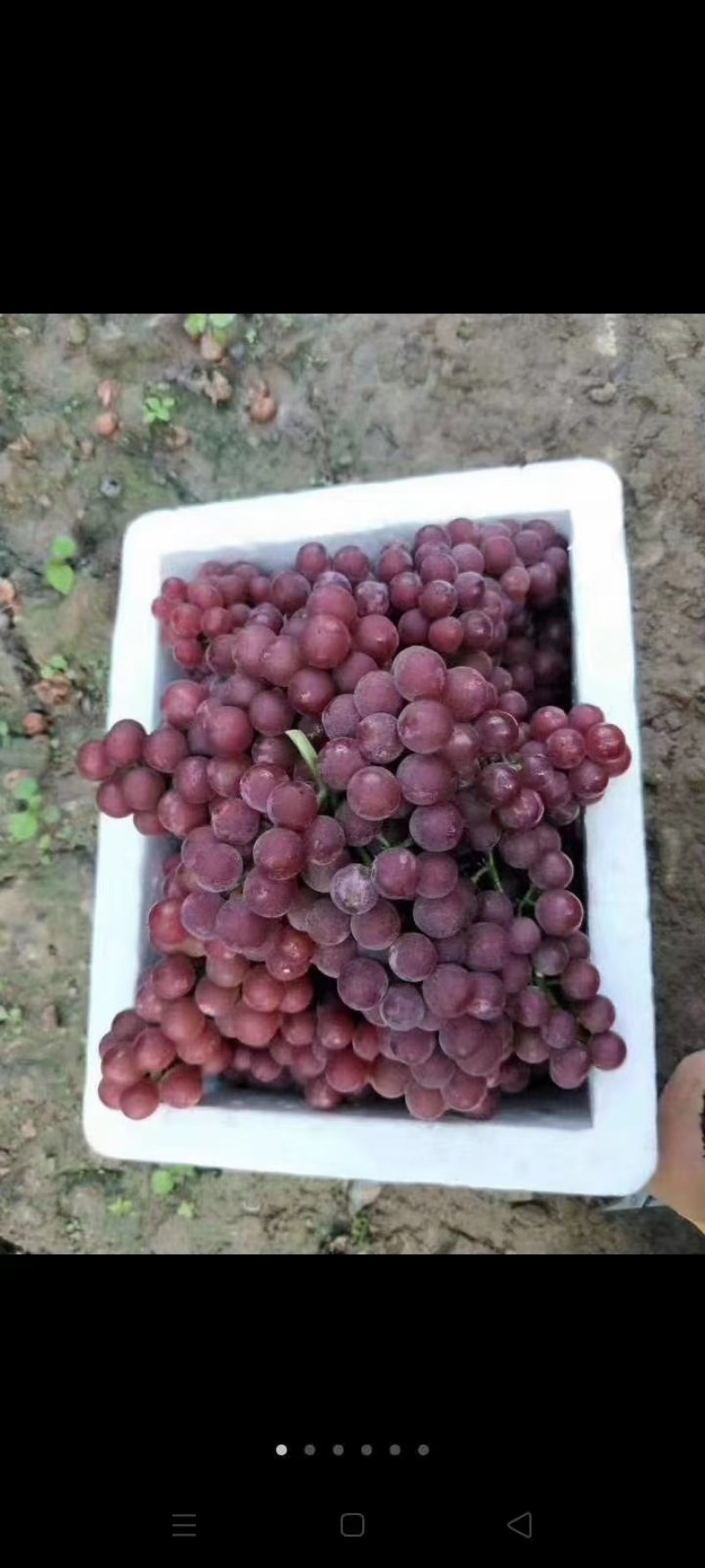 红玫瑰葡萄
