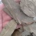 精选特色香叶，干度好无硫杂质少干枝少，卤肉炖肉火锅必备。