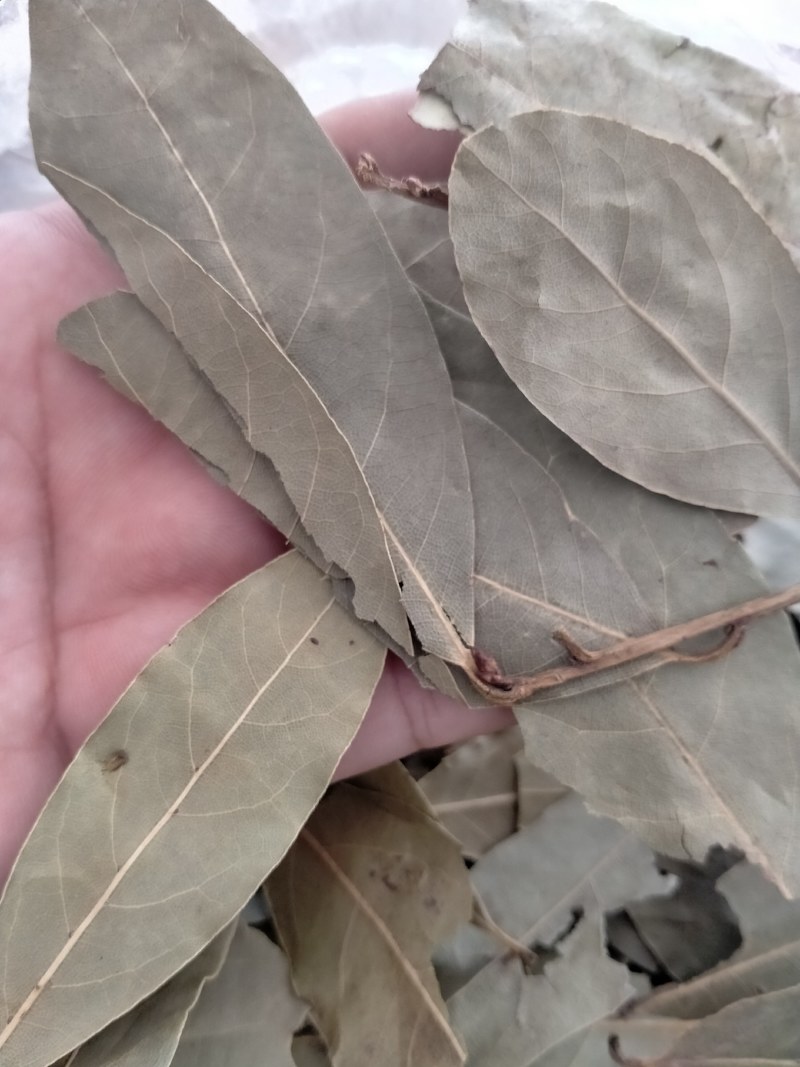 精选特色香叶，干度好无硫杂质少干枝少，卤肉炖肉火锅必备。