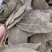 精选特色香叶，干度好无硫杂质少干枝少，卤肉炖肉火锅必备。