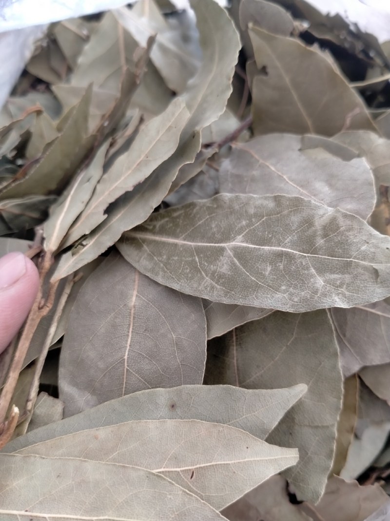 精选特色香叶，干度好无硫杂质少干枝少，卤肉炖肉火锅必备。
