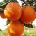 伦晚橙子，纽荷尔，长虹，中华红血橙，九月红果冻橙树上鲜果