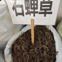 中药材石䃅草保证质量新货产地直销