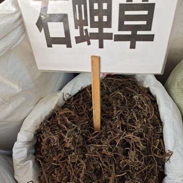 中药材石䃅草保证质量新货产地直销