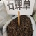 中药材石䃅草保证质量新货产地直销