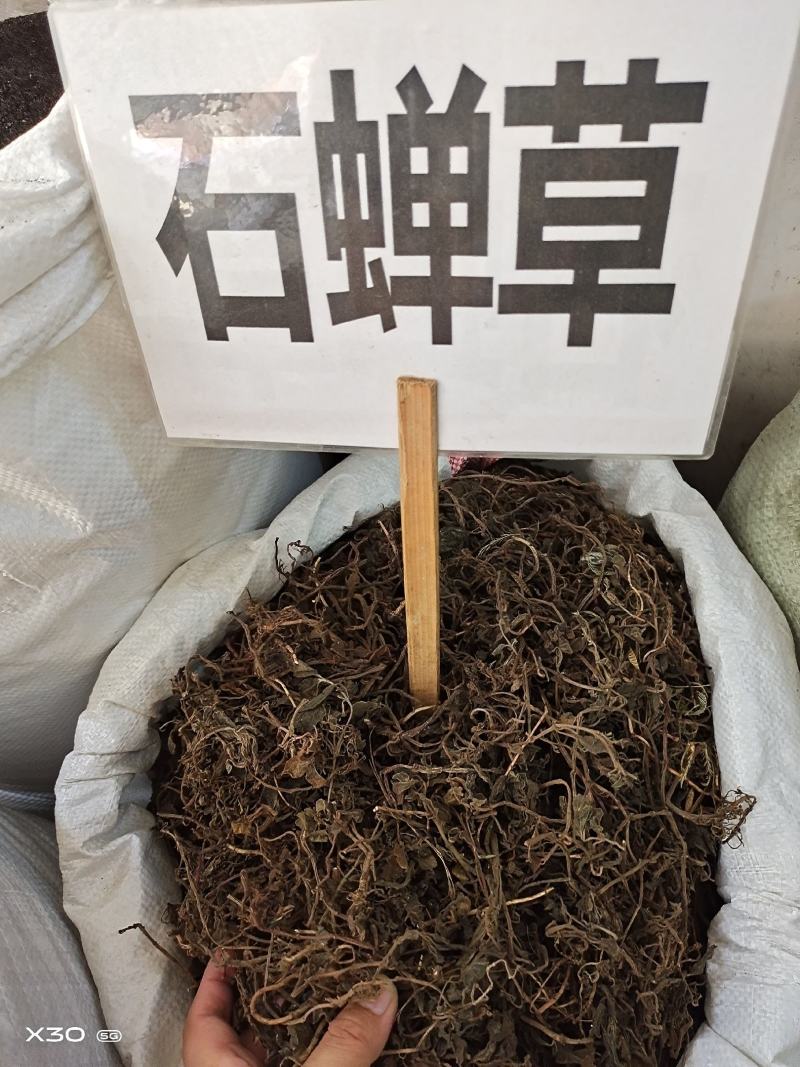 中药材石䃅草保证质量新货产地直销