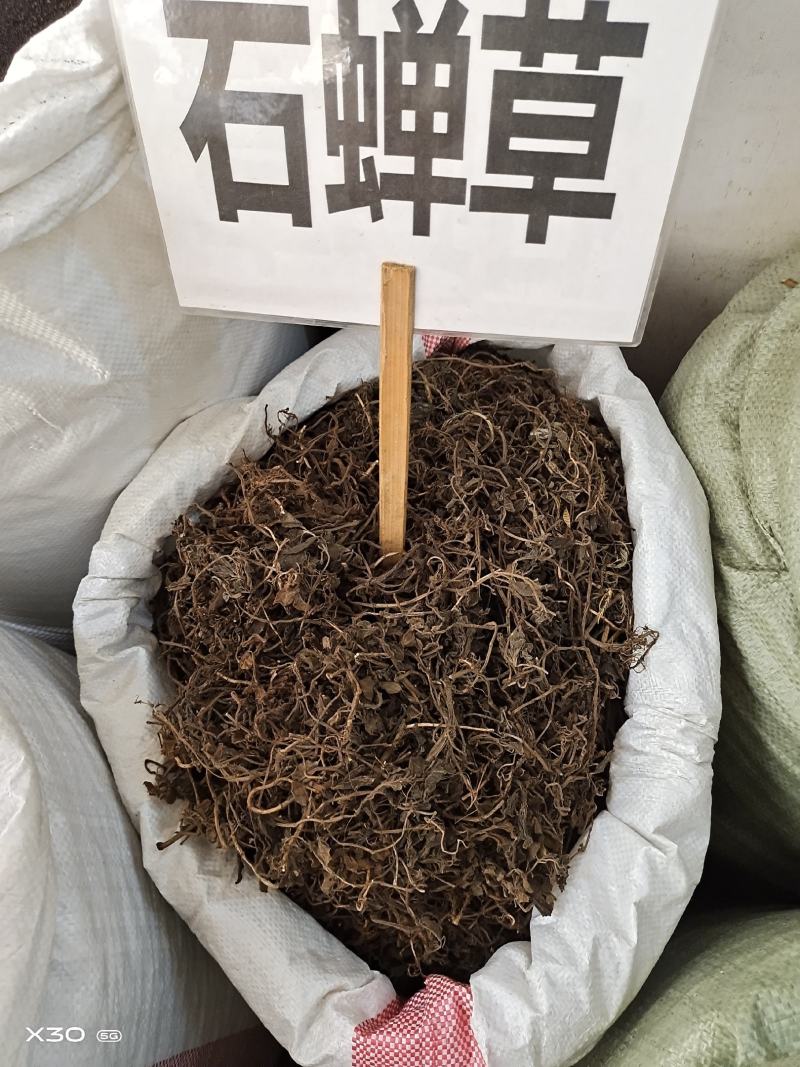 中药材石䃅草保证质量新货产地直销