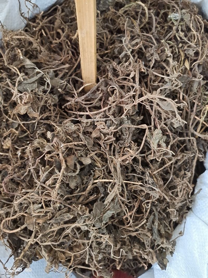 中药材石䃅草保证质量新货产地直销