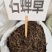 中药材石䃅草保证质量新货产地直销