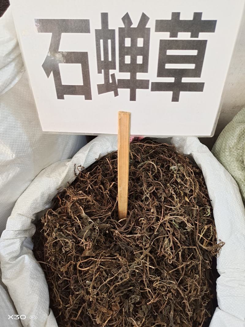 中药材石䃅草保证质量新货产地直销