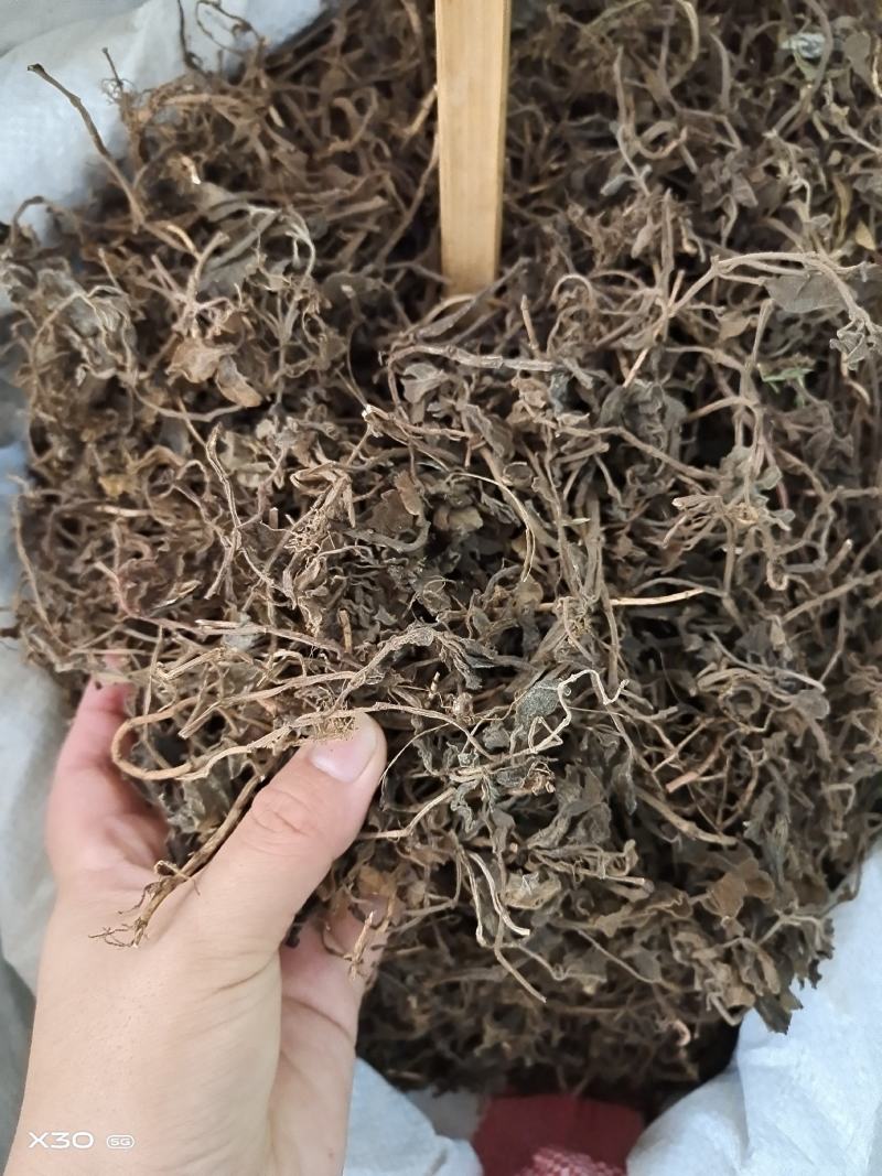 中药材石䃅草保证质量新货产地直销