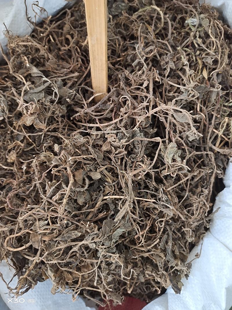 中药材石䃅草保证质量新货产地直销