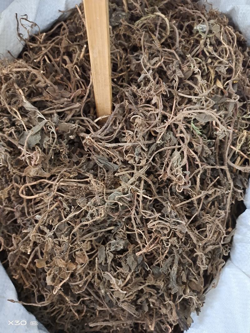 中药材石䃅草保证质量新货产地直销