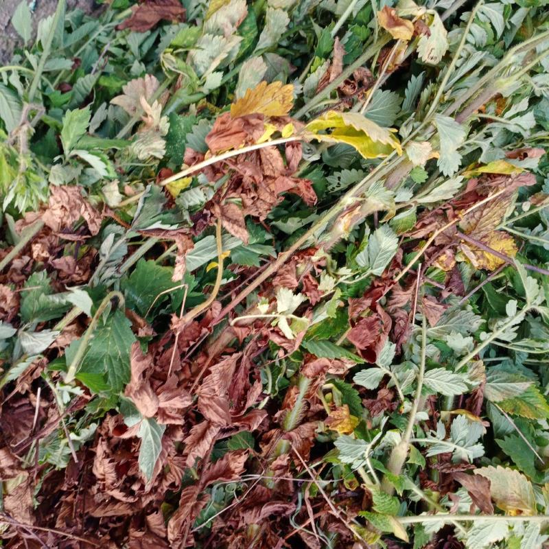 贵州2023年野生仙鹤草，大货色青全草带根，大货批发