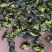 新茶铁观音茶安溪铁观音高山茶叶新枞铁观音茶叶1斤
