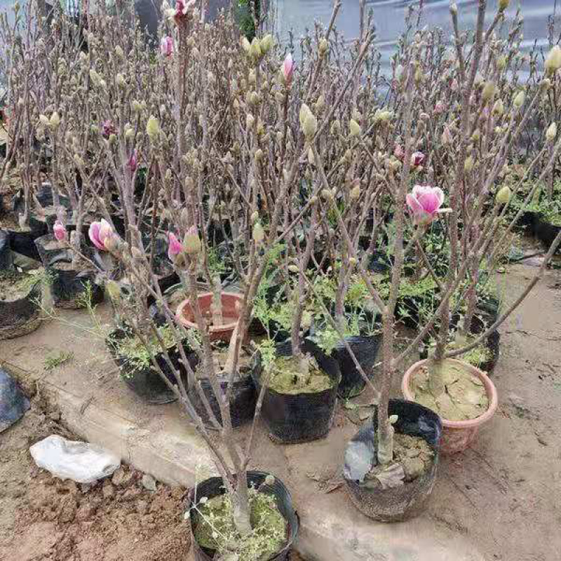 玉兰花苗紫玉兰白玉兰嫁接地栽盆栽量大从优