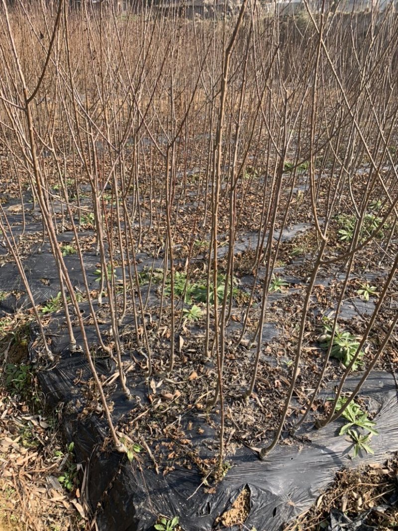 早熟五月脆李子苗凤凰李子苗基地直发包品种质量现挖现发