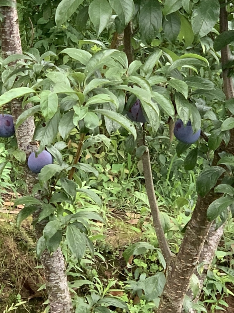 早熟五月脆李子苗凤凰李子苗基地直发包品种质量现挖现发