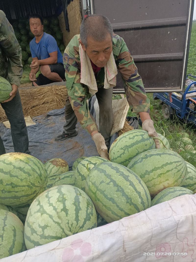 西瓜沙地斤打底9成熟1茬，大量出售忻州西瓜，品种齐全