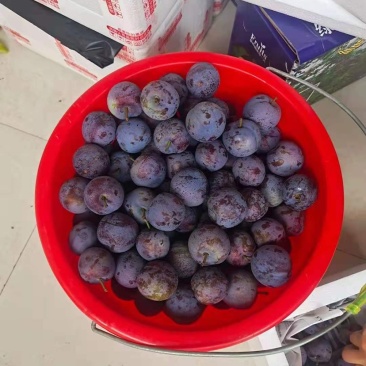 早熟五月脆李子苗凤凰李子苗基地直发包品种质量现挖现发