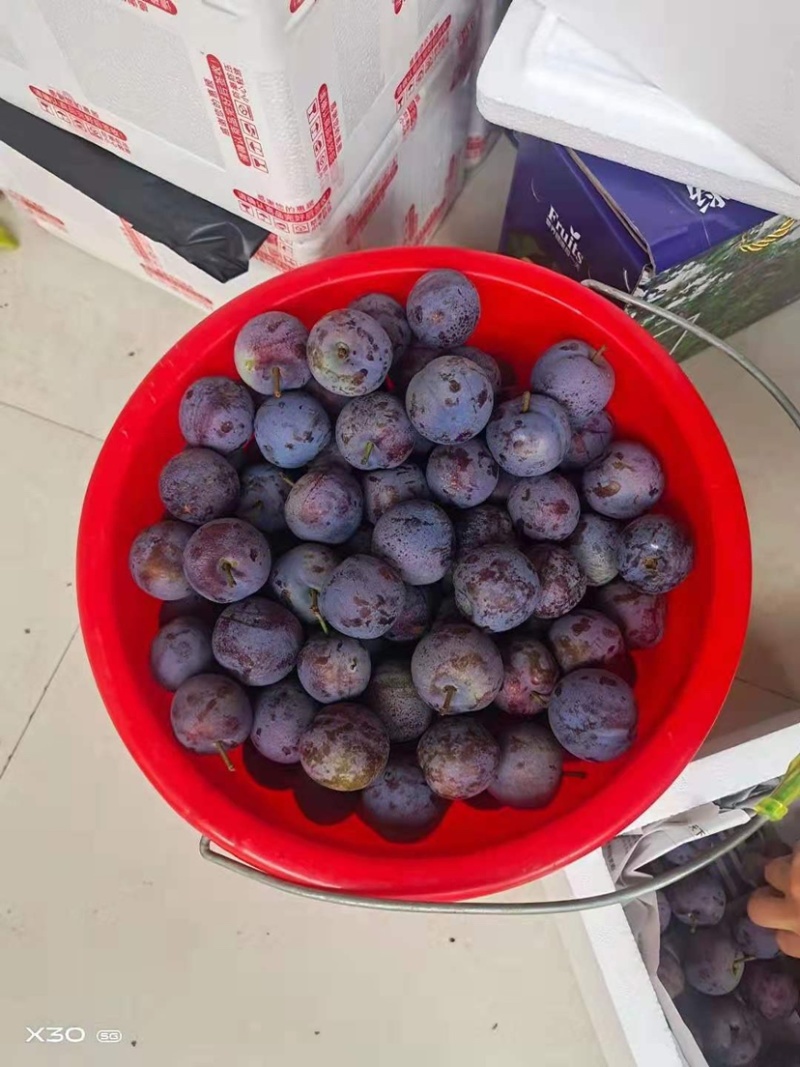早熟五月脆李子苗凤凰李子苗基地直发包品种质量现挖现发