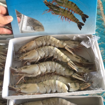 港口一手货源黑虎虾，大虾，东风虾，全国代发货