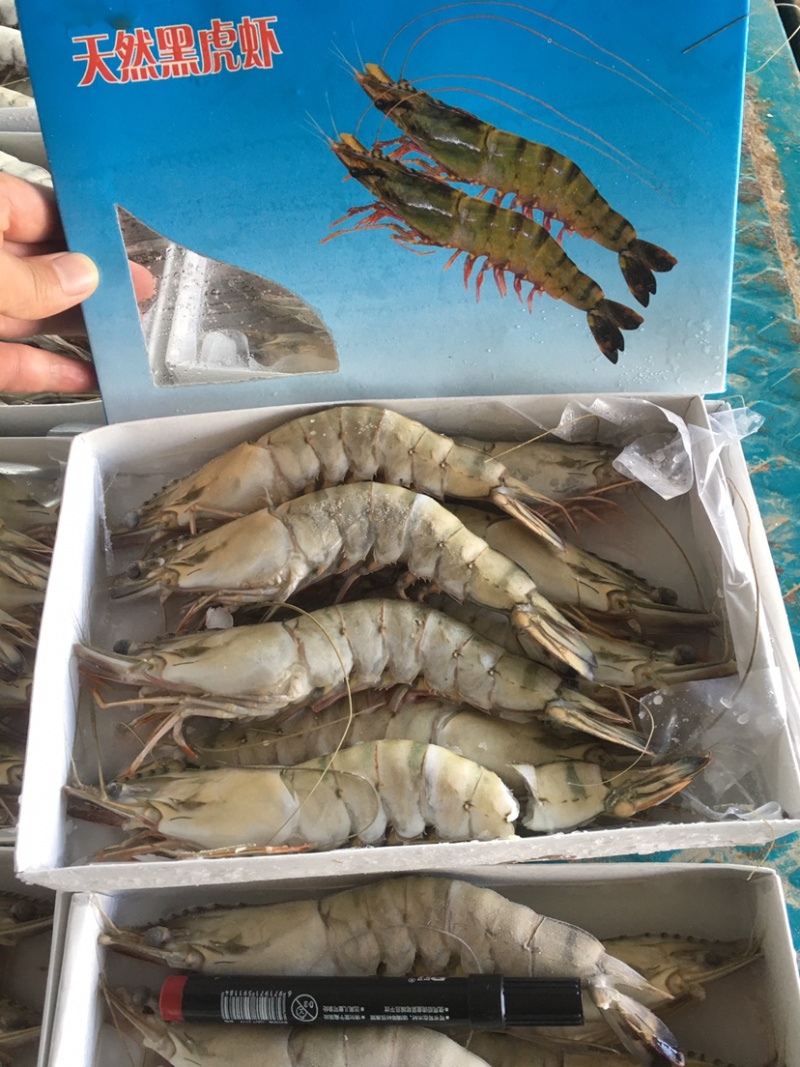 港口一手货源黑虎虾，大虾，东风虾，全国代发货