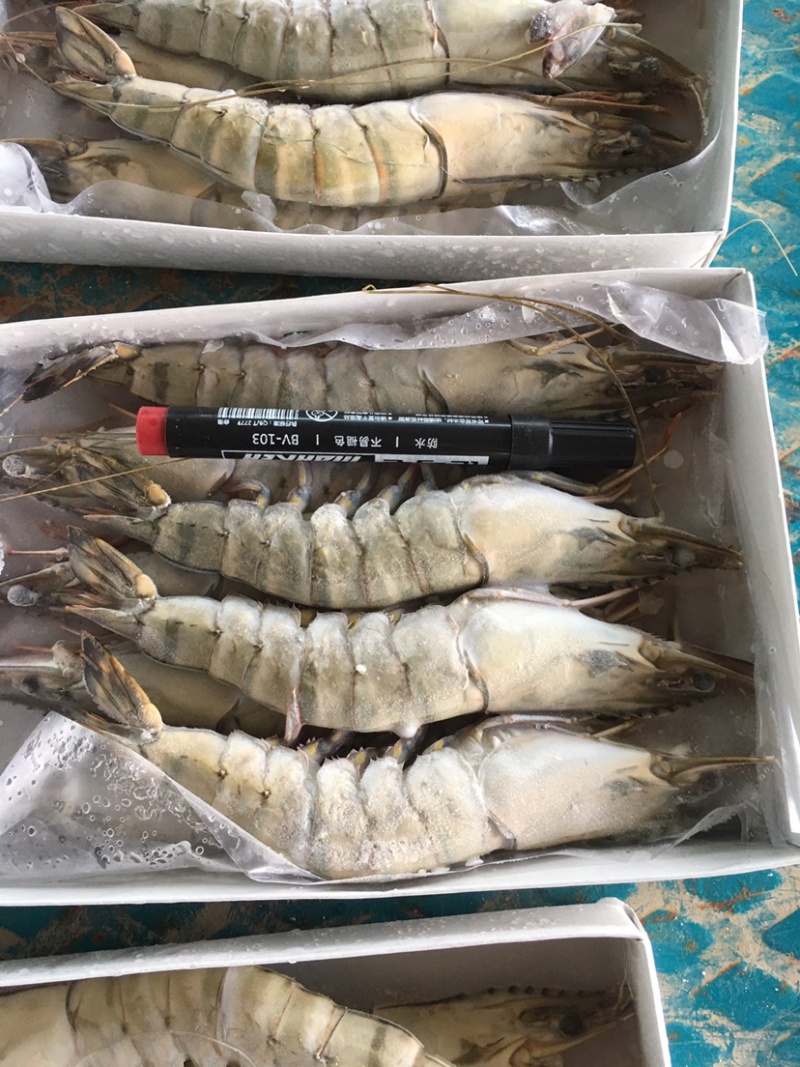港口一手货源黑虎虾，大虾，东风虾，全国代发货