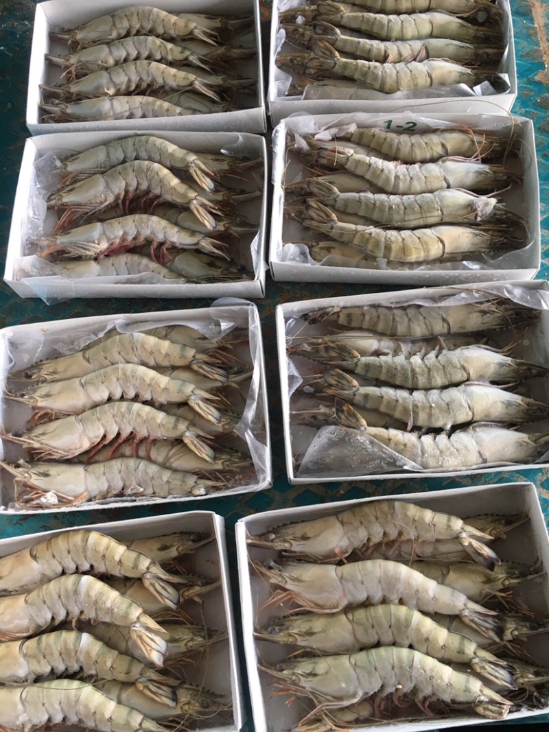 港口一手货源黑虎虾，大虾，东风虾，全国代发货