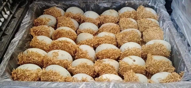 厂家长年供应松花蛋，咸鸭蛋，质量保证，欢迎长期合作！