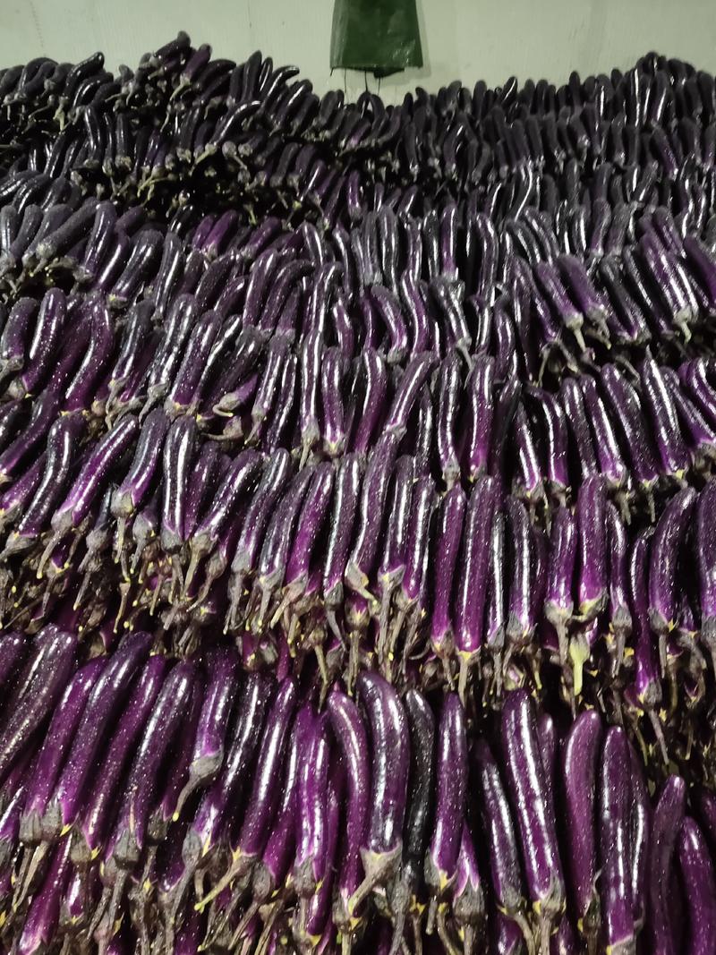万亩紫长茄大量上市，品质保证欢迎各位老板采购…诚信代办