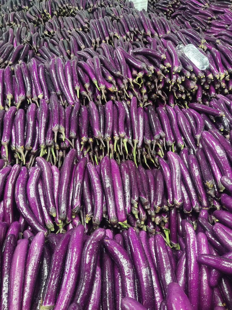 万亩紫长茄大量上市，品质保证欢迎各位老板采购…诚信代办