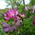 紫云英种子红花草种子牧草种子蜂蜜源高产固氮绿肥种子