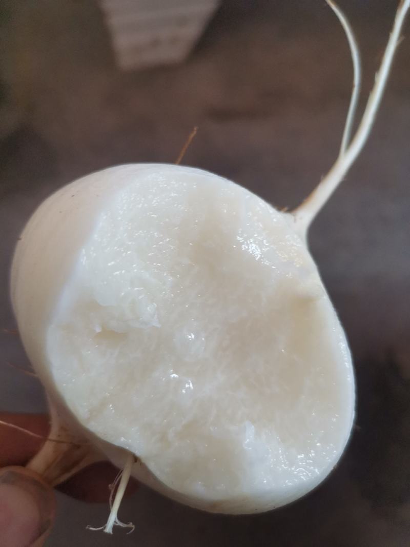凉薯，地罗布