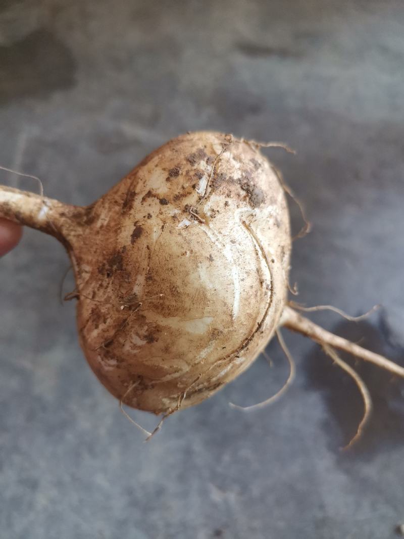 凉薯，地罗布