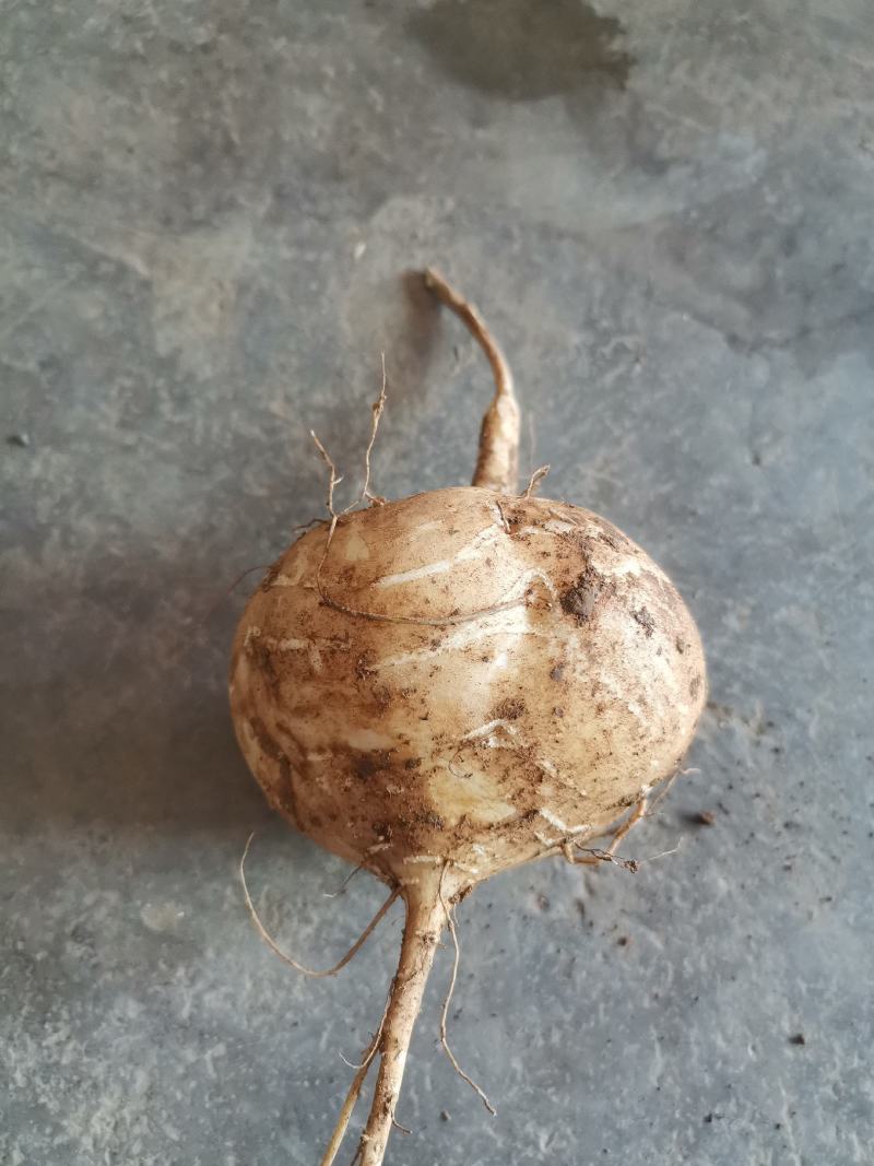 凉薯，地罗布