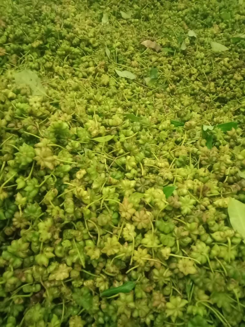 大红八角