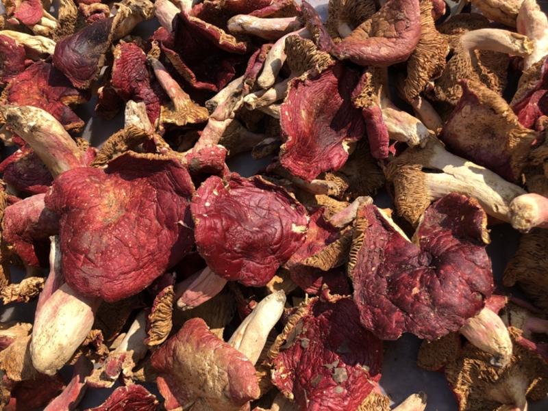 野生红菇大片红蘑菇干货新货红香菌产批发，常年有货