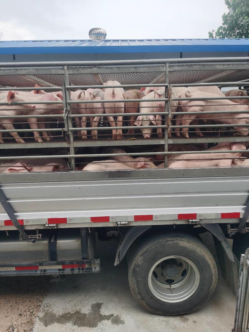 【母猪】二元母猪产仔率高包运输抗病性强视频看货