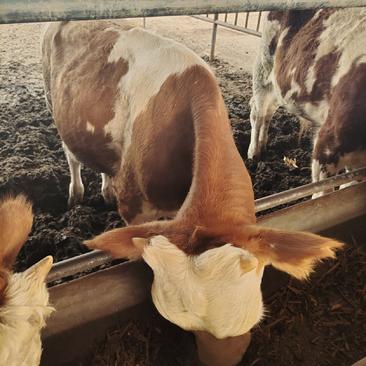 西门塔尔牛，小牛犊，活牛，小牛，纯种，牛仔