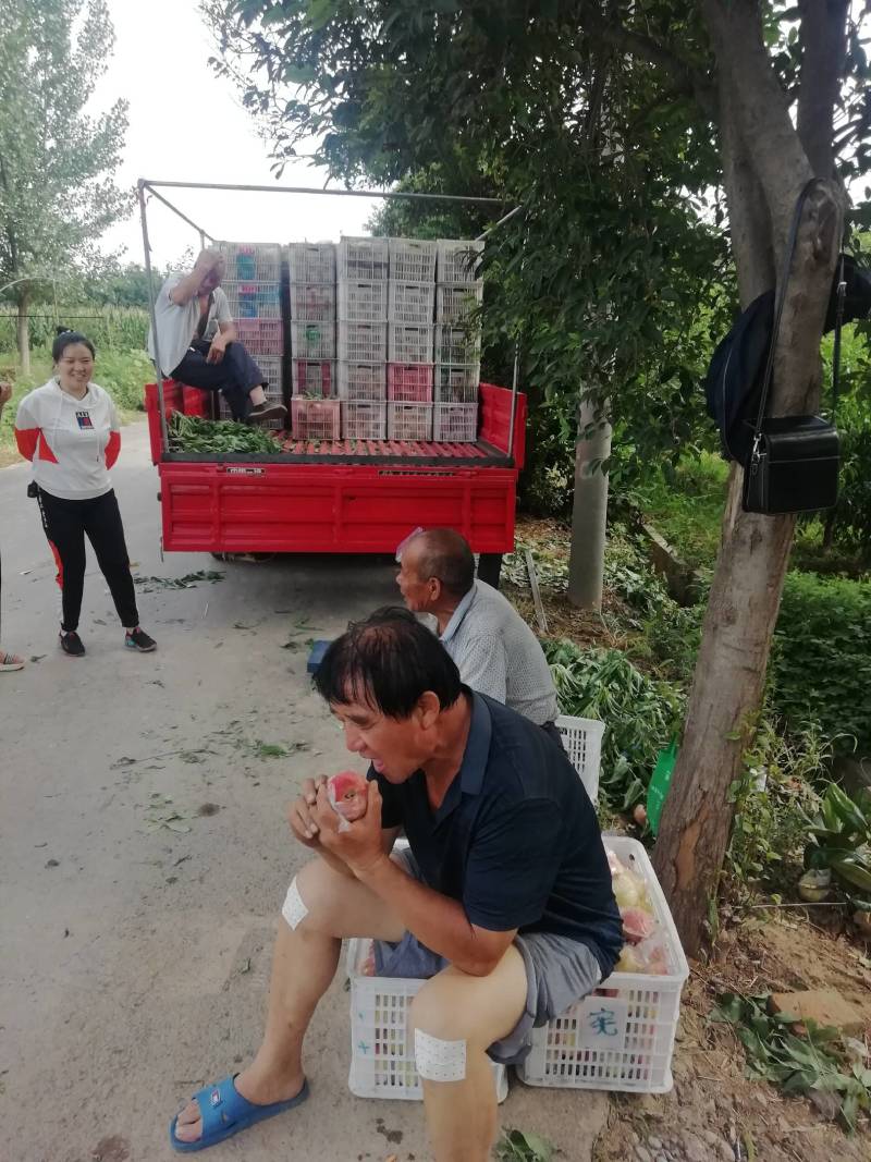 坡地毛桃，大量上市，欢迎您光临。