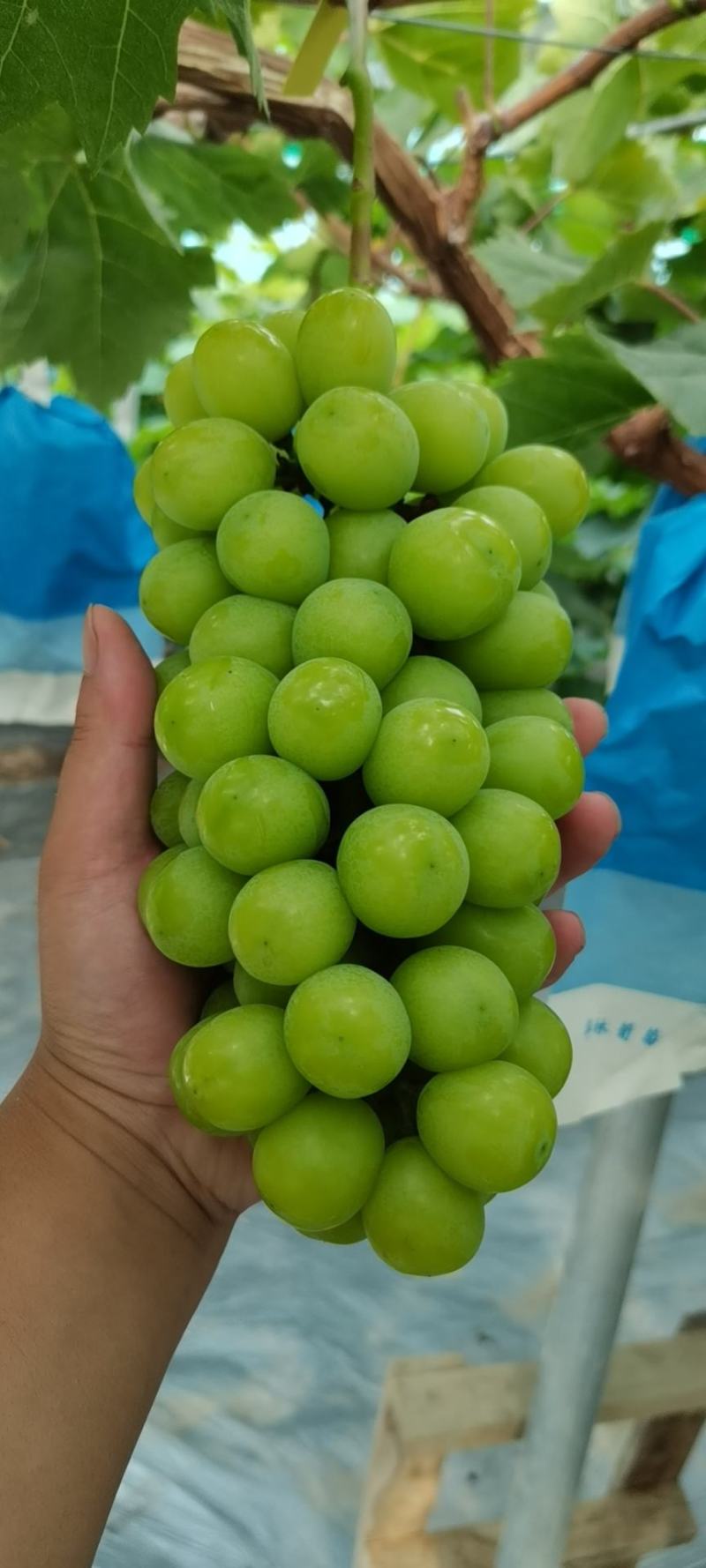 精品阳光，产地直发
