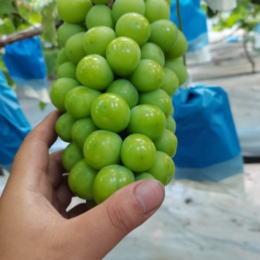 精品阳光，产地直发