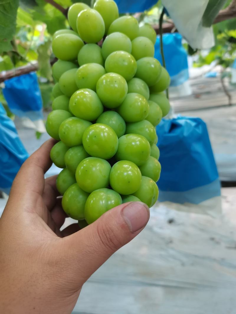 精品阳光，产地直发